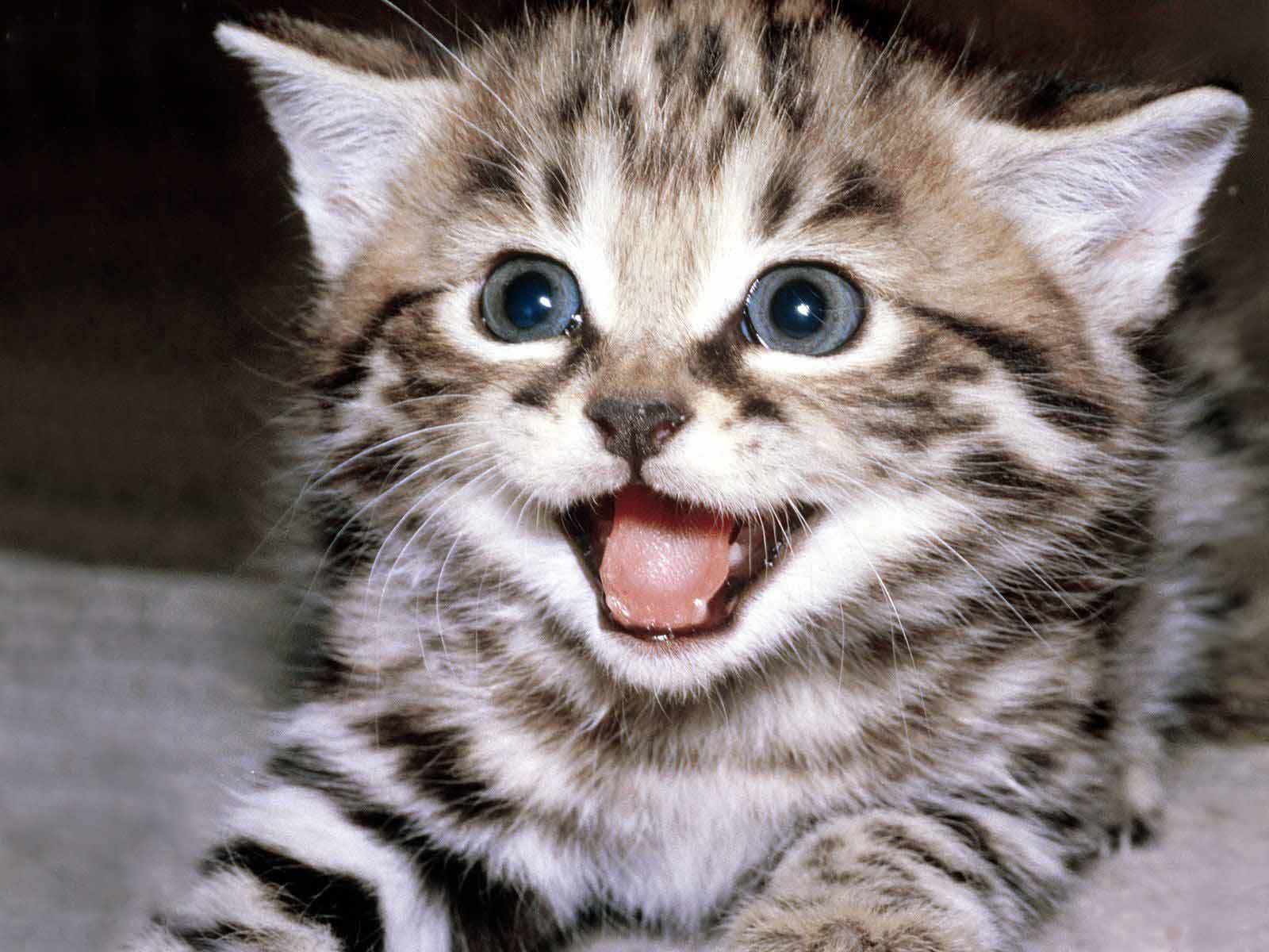 Colorful Kittens Wallpapers